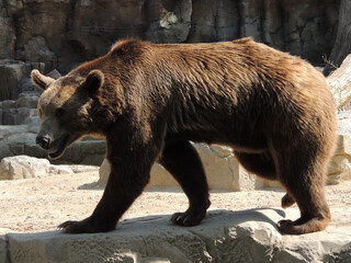 Animals trapped in a zoo