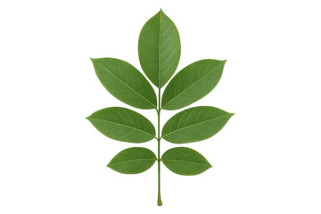 Fototapeta premium Green pinnately compound leaf with translucent edges, ideal for botanical graphic design layouts