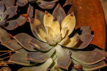 cactus flower closeup