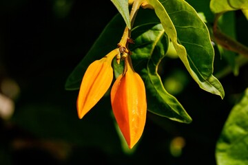 goldfinger flower
