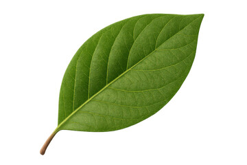 Obraz premium Perfect single green leaf with intricate vein details isolated on a transparent background, ideal for nature-themed designs