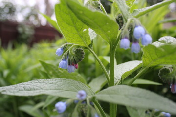 Symphytum officinale
