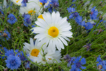 A vibrant close-up of fresh daisies and blue cornflowers, with dewdrops on petals and dense green...
