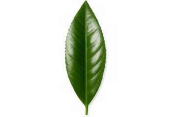 Green leaf displaying intricate vein patterns, transparently showcasing botanical detail for natural design elements