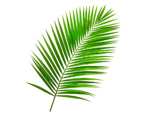 Obraz premium Vibrant Green Palm Leaf with Glossy Fronds Against White Background, Evoking Tropical Freshness and Natural Beauty