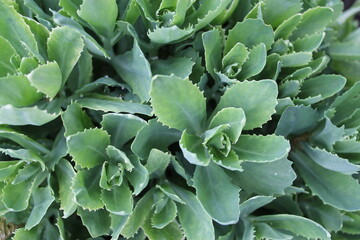 close up of succulent plant