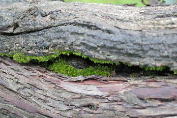 bark of a tree