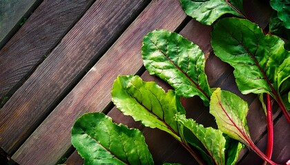 healthy beet leaves growing naturally in the farm top view image