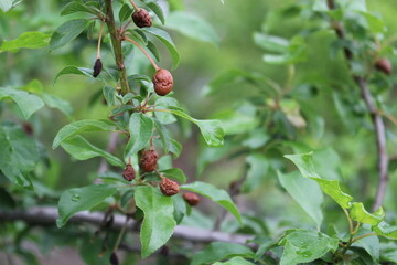 fruit tree diseases
