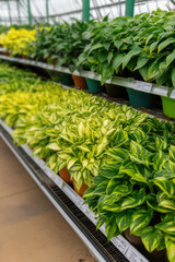 Rows of potted plants with variegated leaves line shelves in a greenhouse. Plant nursery, greenery, lush