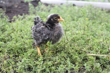 little chicken in the grass