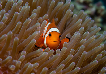 Close-Up of a Clownfish in Anemone

