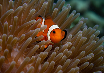Close-Up of a Clownfish in Anemone