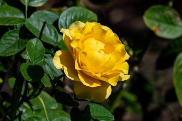 yellow rose flower