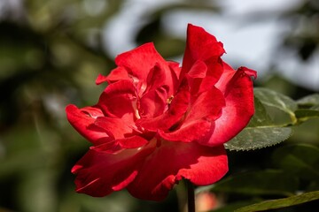 red rose in the garden