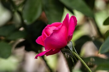 pink rose bud