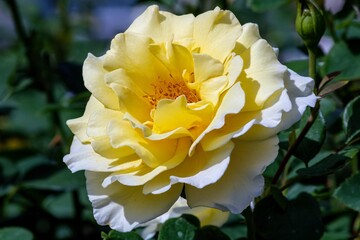 yellow rose flower