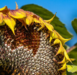 A large Sunflower head filled with ripened seeds ready for harvesting. Close up view with details.