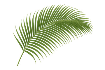 Obraz premium Single vibrant green palm leaf isolated on a transparent background, perfect for summer or tropical themed designs