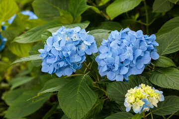 Close-up of Light blue hydrangea flowers blooming in early summer at Shimoda Park.