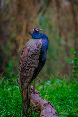 beautiful peacock stands under rain with wet feathers in close up