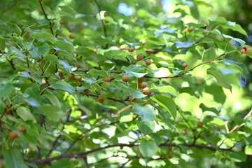 Pyrus pyrifolia (Sand pear) fruits. Rosaceae deciduous tree. It is said to be the original species of Japanese pear, but the fruit is tasteless and not suitable for eating raw.