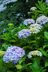 Light blue hydrangea flowers blooming in early summer at Shimoda Park in Izu.