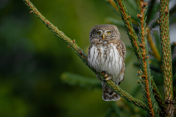 Pygmy owl sitting on a branch