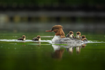 A Common Merganser with small chicks glides peacefully across the water surface