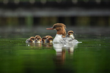 A Common Merganser with small chicks glides peacefully across the water surface