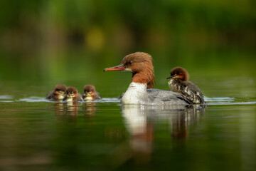 A Common Merganser with small chicks glides peacefully across the water surface