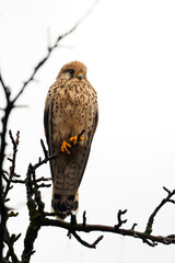 A common kestrel is perched calmly on a tree branch.