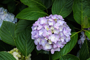 Close-up of light purple hydrangea flowers blooming in early summer at Shimoda Park.