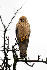 A common kestrel is perched calmly on a tree branch.