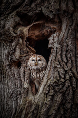 A tawny owl peers out from a tree hollow.