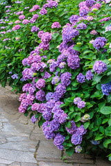 Light purple hydrangea flowers blooming in early summer at Shimoda Park in Izu.