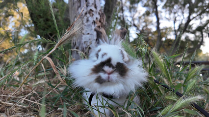 Amidst tall green grass and sun-dappled light, a fluffy white and brown rabbit ventures on an...