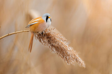 Bearded tit perched on a reed