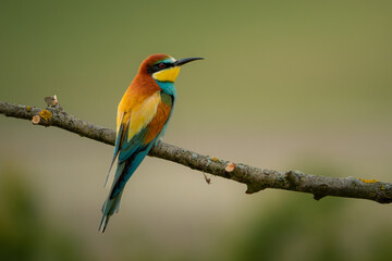 European Bee-eater perched on a branch