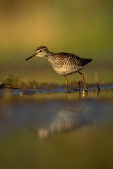 A Common Sandpiper is captured foraging for food in the early morning light, beautifully illuminated by the rising sun.
