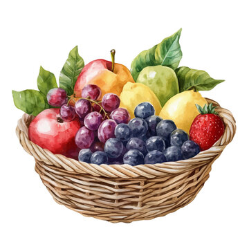 Imbu Fruit Basket, watercolor illustration vector, isolated on a white background.