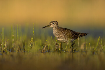 A Common Sandpiper is captured foraging for food in the early morning light, beautifully illuminated by the rising sun.