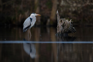 A grey heron stands still in shallow water, calmly observing its surroundings.