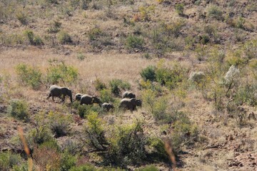 Elephant herd crossing the grassland in South Africa