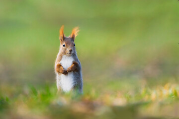 A curious squirrel stands on the ground, exploring its surroundings.