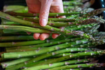 A human hand selects fresh green asparagus spears, showcasing a healthy and organic vegetable...