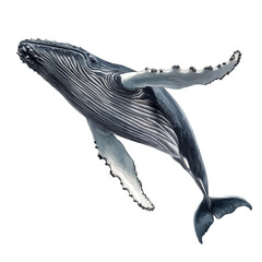 Humpback Whale, watercolor illustration vector, isolated on a white background.