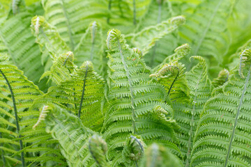Close-up of young green fern growing in spring. Two fern fronds in the foreground and the other fern fronds in the background.