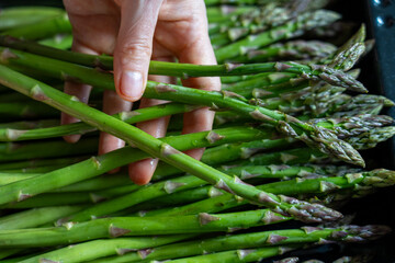 Close-up of a hand picking fresh green asparagus spears. Healthy, natural vegetables ready for...