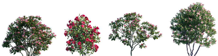 Set of Rhododendron hybridum and Camellia japonica blooming shrubs and trees frontal isolated png...